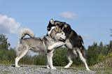 ALASKAN MALAMUTE 407